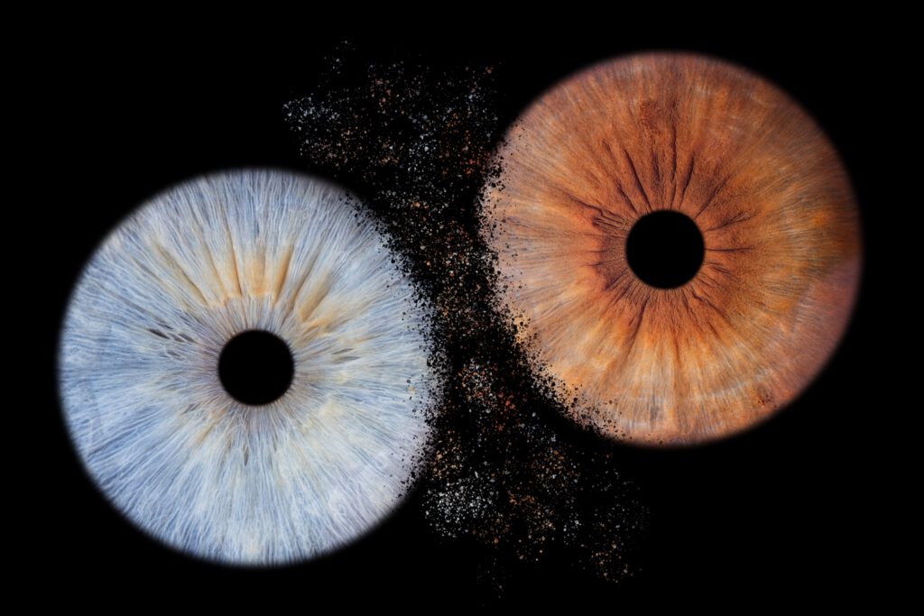 Composition de deux iris bleu et cuivré disposés en diagonale