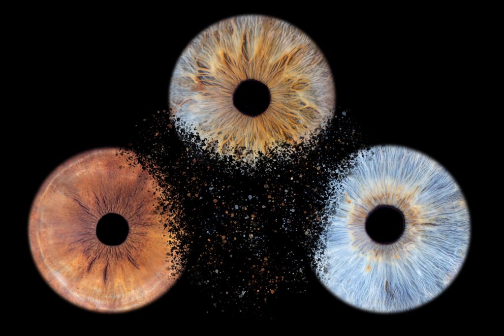 Composition de trois iris aux nuances dorées, cuivrées et bleutées