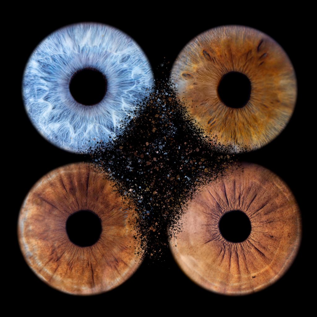 Composition carrée de quatre iris bleus et bruns