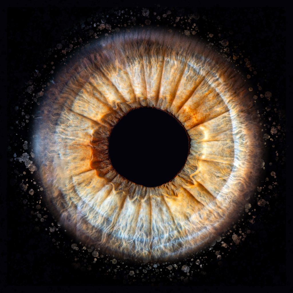 Détail d’un iris aux nuances dorées et bleutées